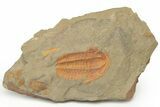 Cambrian Trilobite (Hamatolenus) - Pos/Neg Split #222419-4